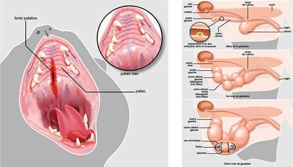 vente-illustration-scientifique-veterinaire-anatomie-chat-chien