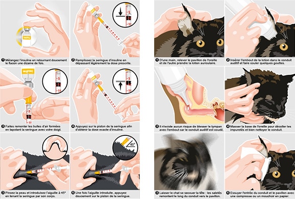 vente-illustration-scientifique-veterinaire-anatomie-chat-chien