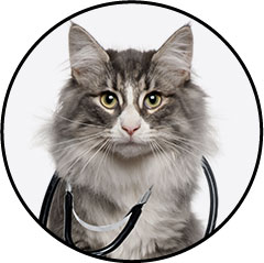 Avis vétérinaire sur les croquettes pour chat