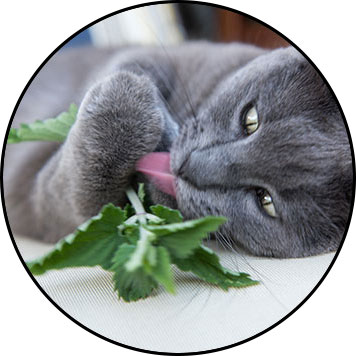 Cataire chez le chat