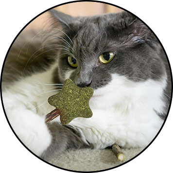 Cataire et matatabi pour le chat