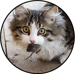 Chat et souris comme proie à manger