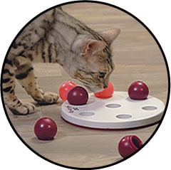 Gamelle anti-glouton chat avis vétérinaire