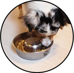 Gamelle anti glouton chien