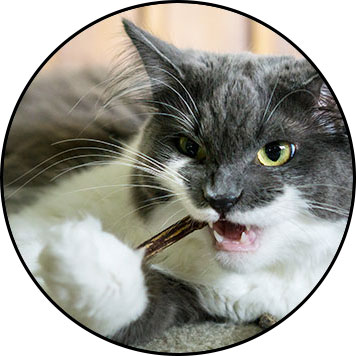 Herbe à chat et bâton de matatabi pour chat