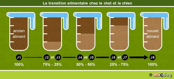 Transition alimentaire chez le chat et le chien