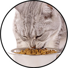 ultra premimum direct et hector kitchen pour chat