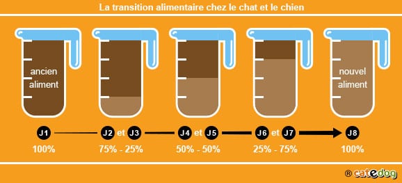Code promo et avis vétérinaire sur Hector Kitchen