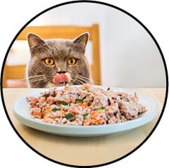 Elmut pour chat avis vétérinaire