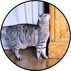 Acné du menton chez le chat