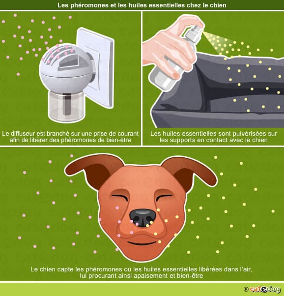 adpatil pour chien et petscool et phéromones et huiles essentiels