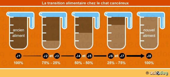 Transition alimentaire chez le chat cancéreux