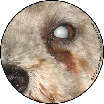 Cataracte chez le chien