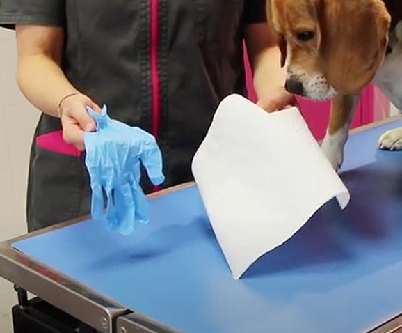 Comment vider les glandes anales du chien