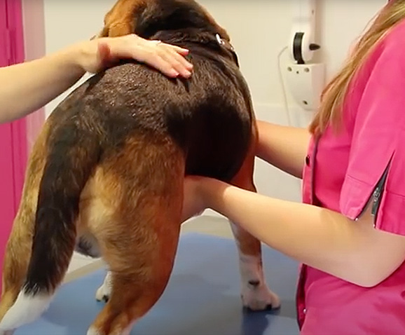 Comment vider les glandes anales du chien
