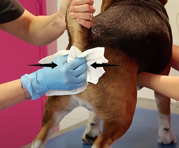 Comment vider les glandes anales du chien