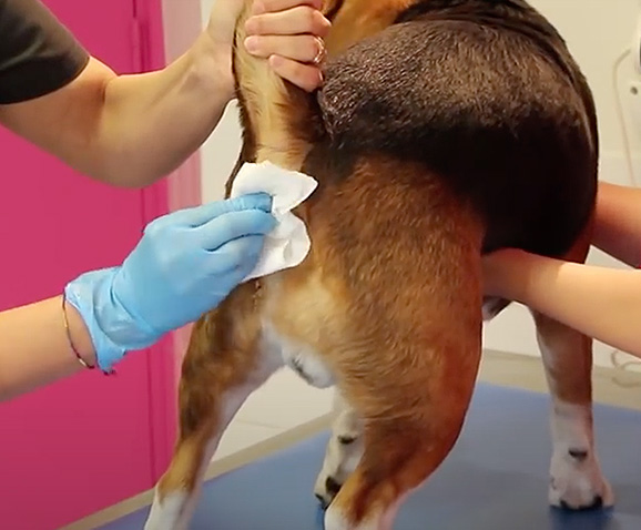 Comment vider les glandes anales du chien