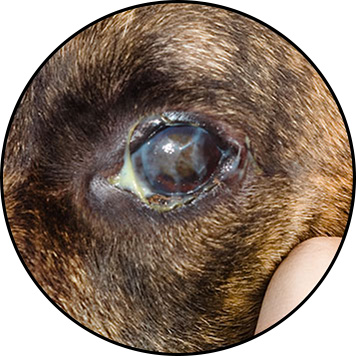 Conjonctivite et kératoconjonctivite du chien