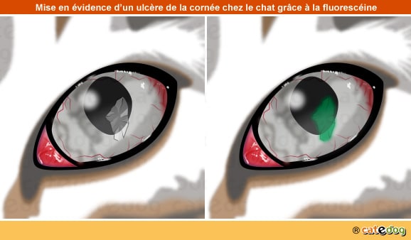 Diagnostic d'un ulcère de l'œil du chat avec colorant à la fluorescéine