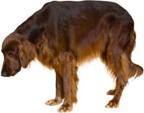 Arthrose du chien âgé