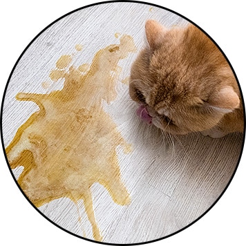 Gastro-entérite du chat et vomissement
