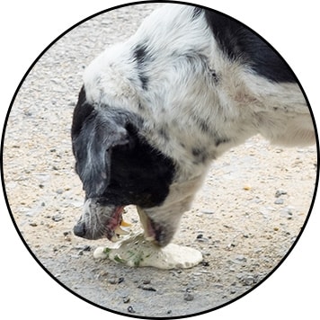 mon chien vomit de la mousse blanche