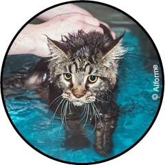 physiotherapie-chat-arthrose
