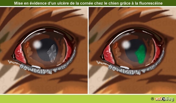 Diagnostic d'un ulcère de l'œil du chien avec colorant à la fluorescéine