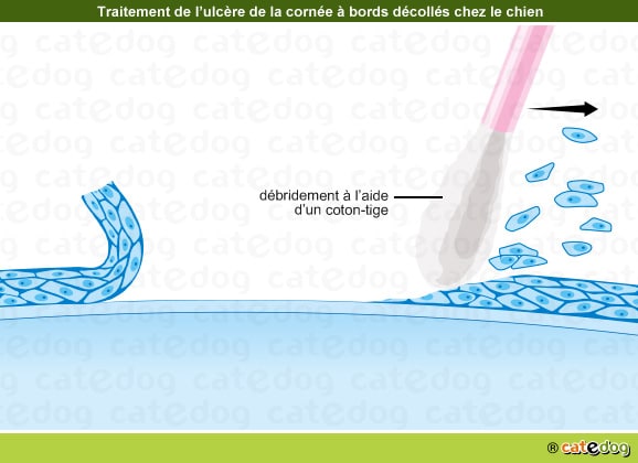 Traitement de l'ulcère à bords décollés de la cornée de l'œil du chien