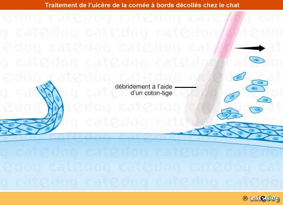 Traitement de l'ulcère à bords décollés de la cornée de l'œil du chat