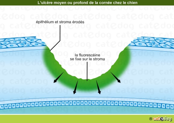 Ulcère de la cornée de l'œil du chien moyen ou profond