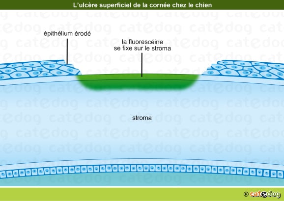 Ulcère de la cornée de l'œil du chien superficiel