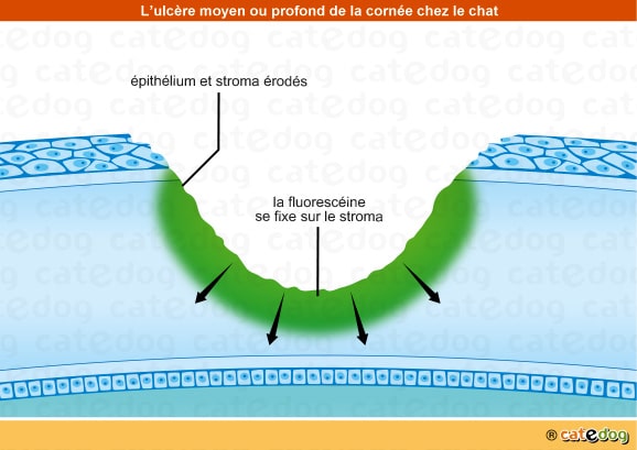 Ulcère de la cornée de l'œil du chat moyen ou profond