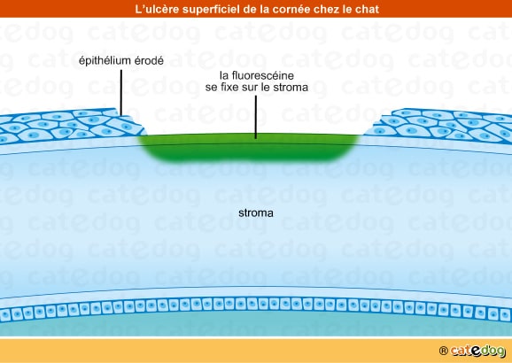 Ulcère de la cornée de l'œil du chat superficiel