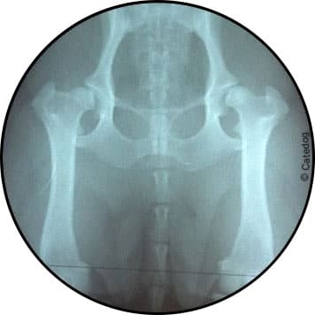 Radiographie d'une dysplasie de la hanche chez le chien