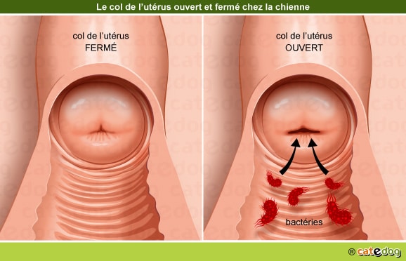 Métrite et pyomètre à col fermé et ouvert chez la chienne touchant l'appareil génital et l'utérus