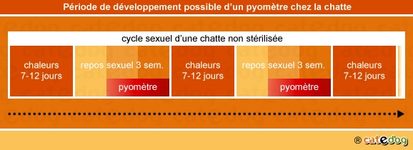 Pyomètre et métrite chez la chatte