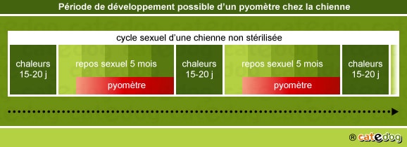Pyomètre et métrite chez la chienne
