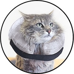 Collerette gonflable pour chat