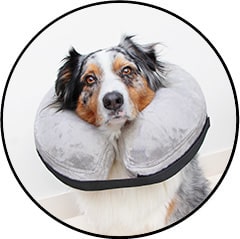 Collerette gonflable pour chien
