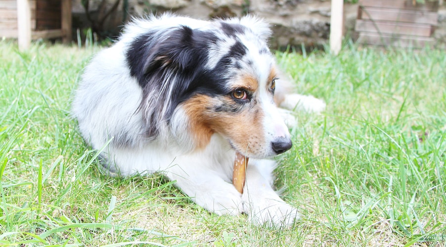 Avis sur Dog Chef pour le chien et code promo