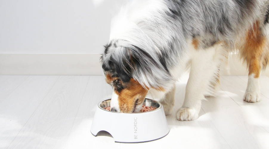 Avis sur Dog Chef pour le chien et code promo