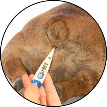 Fièvre et prise de température avec un thermomètre chez un chien