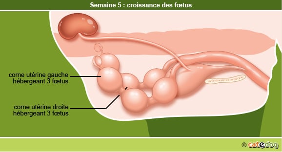 Gestation de la chienne par semaine