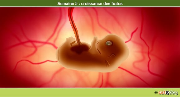 Gestation de la chienne par semaine
