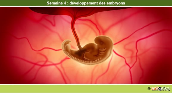 Gestation de la chienne par semaine