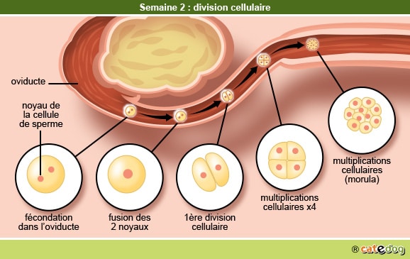 Gestation de la chienne et semaine de la division cellulaire