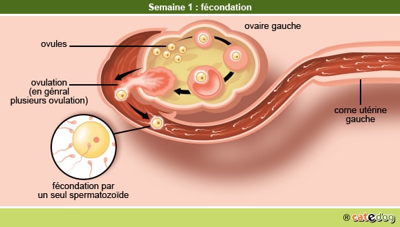 Gestation de la chienne et semaine de la fécondation et ovulation