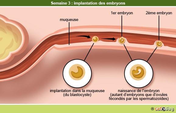 Gestation de la chienne et semaine de l'implantation des embryons
