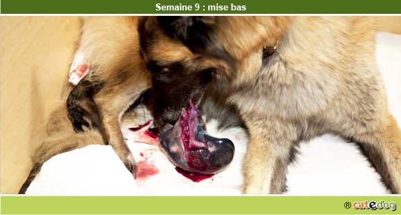 Gestation de la chienne par semaine